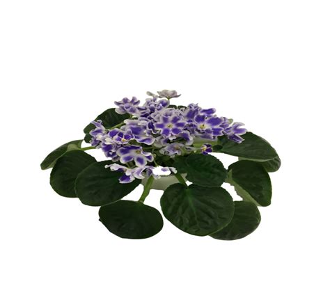 How long do African violets live?
