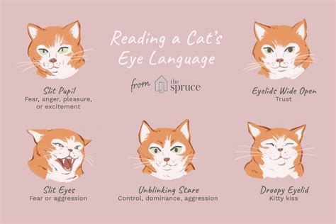 How can I impress a cat?