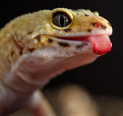 When should I worry about my leopard gecko?