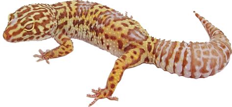 How do I know if my gecko is dehydrated?
