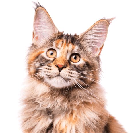 How can I make my Maine Coon grow bigger?