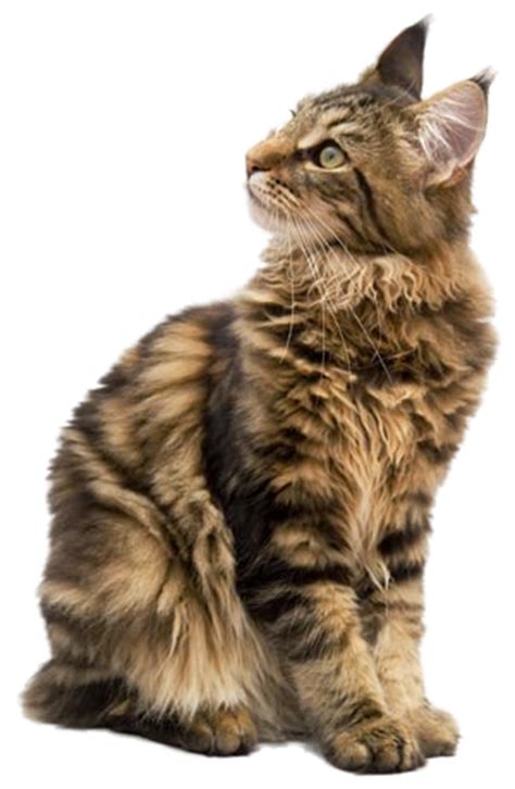 What determines Maine Coon size?