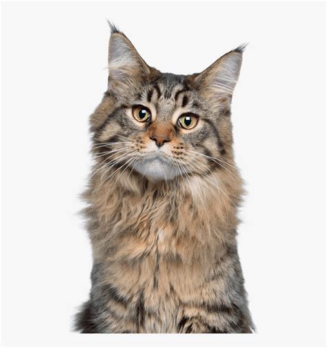 Why should Maine Coon cats be kept indoors?