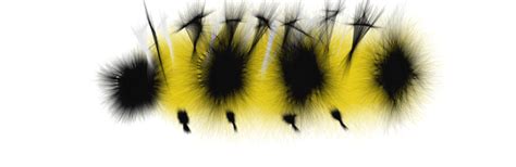 What kills monarch caterpillars?