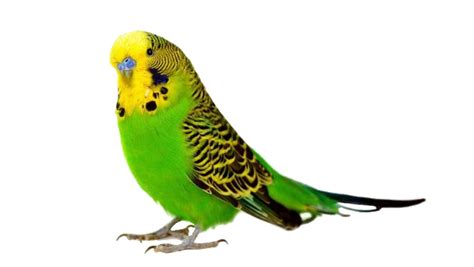 What does a sick parakeet look like?