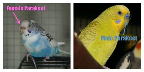 How can you tell if a parakeet is unhealthy?