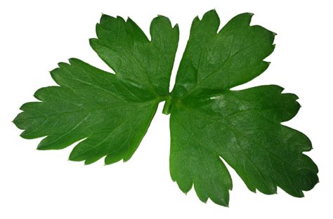 How often should I water parsley?