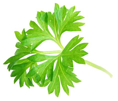 Where do you cut parsley so it keeps growing?