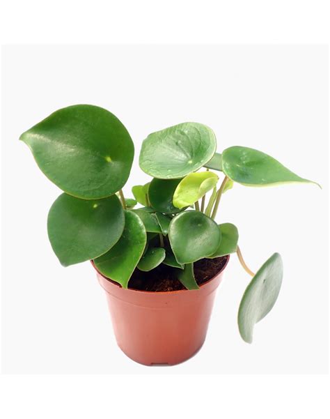 Will peperomia leaves grow back?