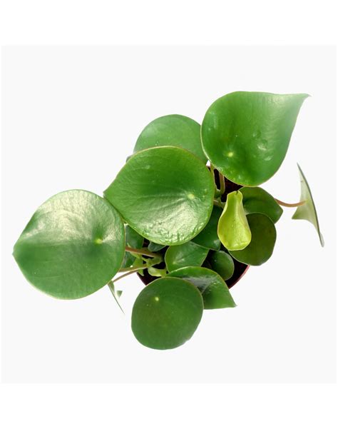 Where is the best place to put a peperomia?