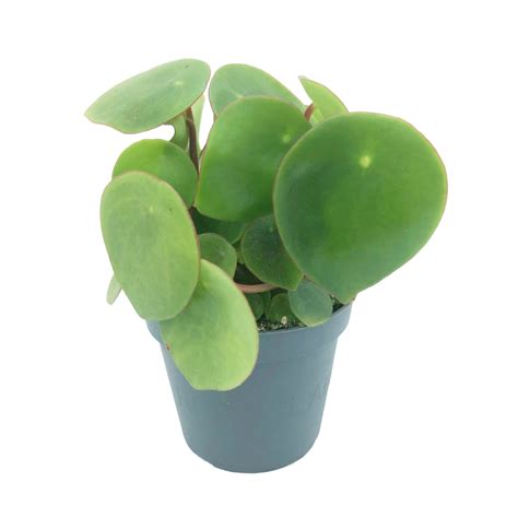 Why is my peperomia bending?
