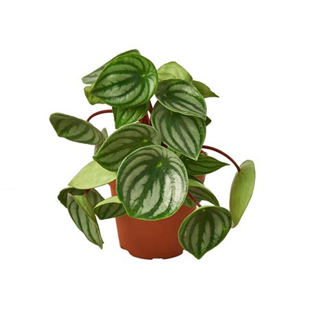 Can I put my Peperomia in the bathroom?