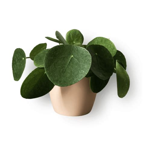 What is the lifespan of Pilea?
