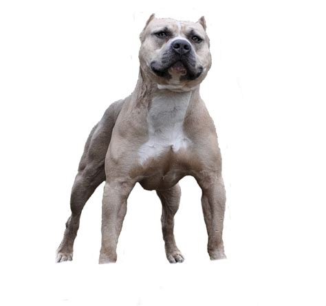 What is a pure pitbull called?