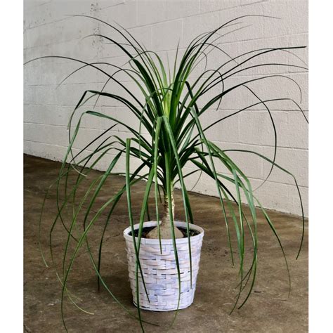 How often should a ponytail palm be watered?