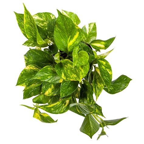 How to tell the difference between overwatered and under watered pothos?