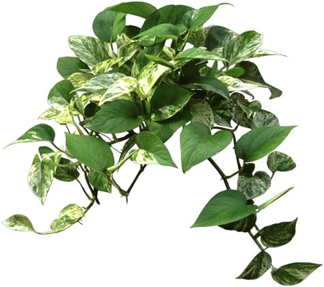 Is it better to bottom water pothos?