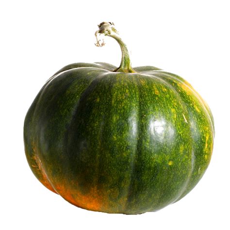 Should pumpkin plants be watered every day?