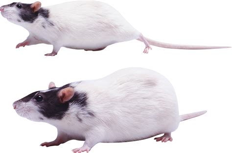 Can rats get attached to humans?