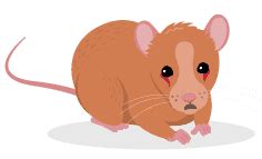 What are the signs of tumours in rats?
