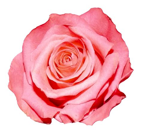 Can I use tap water for rose water?