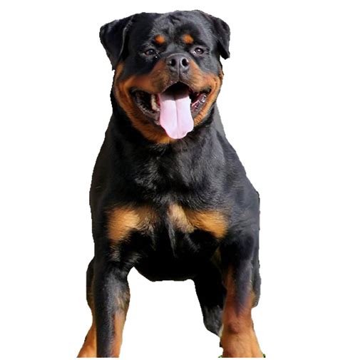Which Rottweiler gets the biggest?