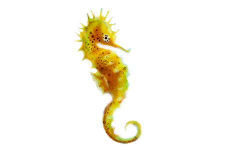 How often should I change my seahorse tip?