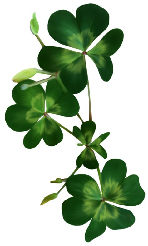 How often do you water a shamrock plant?