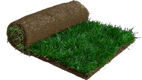 Should I water new sod everyday?