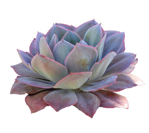 How often should you water a succulent?