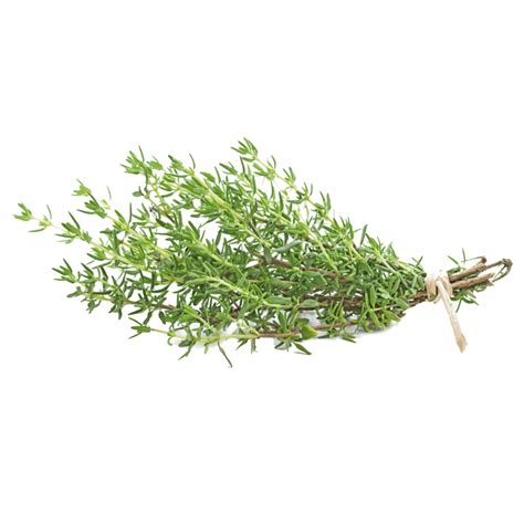 How often should I water thyme?