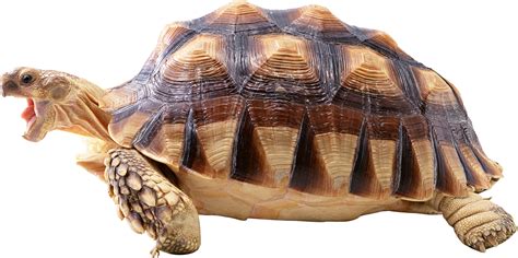 What does a dehydrated tortoise look like?