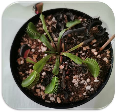 Should I cut off black Venus flytraps?