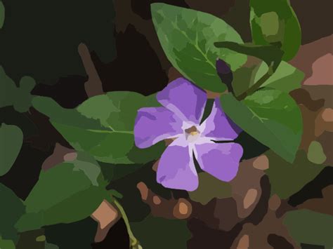 Will Wilted vinca come back?