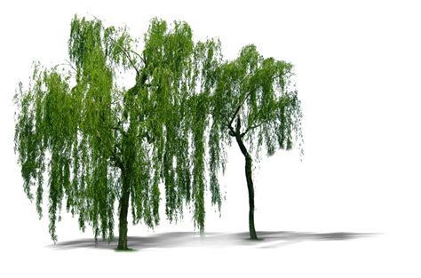 How do you know if a weeping willow tree is dying?