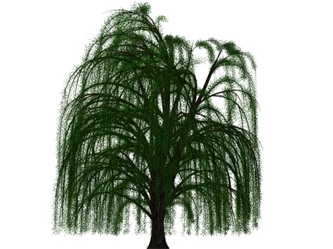 How do you save a willow tree?