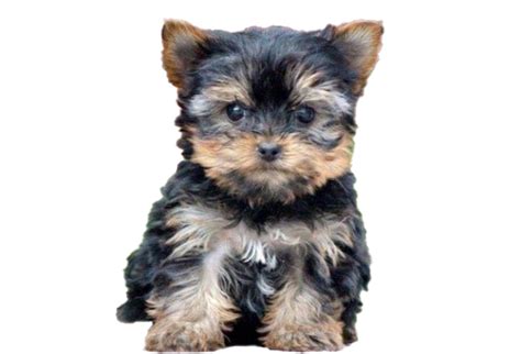 Can a Yorkie be 9 pounds?
