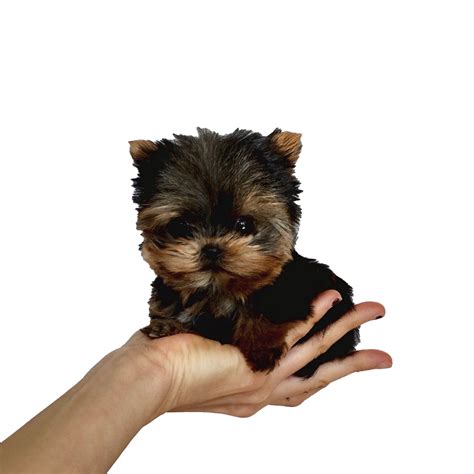 How much should a 12 pound Yorkie eat?