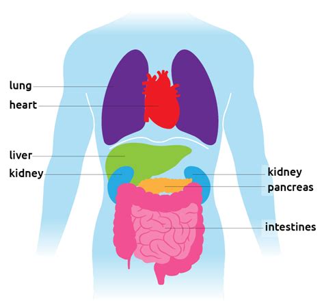 Is the liver the largest internal organ?