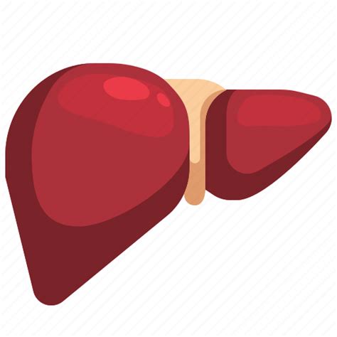 Why is the liver so big?