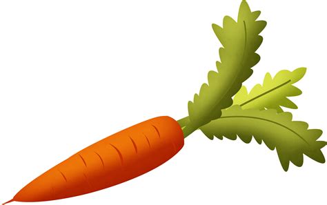 Does carrot and radish have roots?