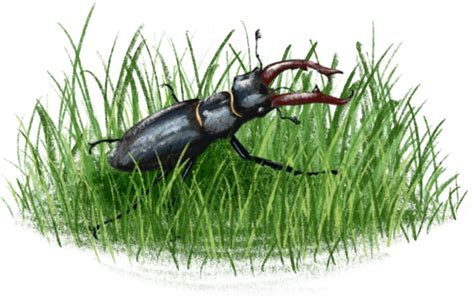 What are stag beetles good for?