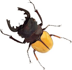 What is the lifespan of a stag beetle?