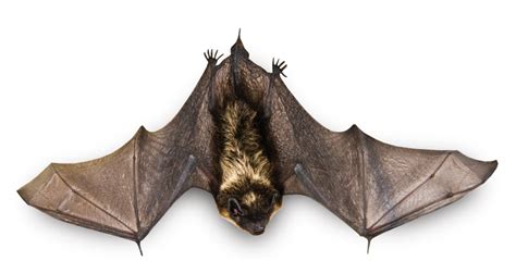 Is it normal for bats to crawl on the ground?