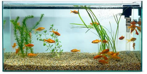 Is there enough oxygen in my fish tank?