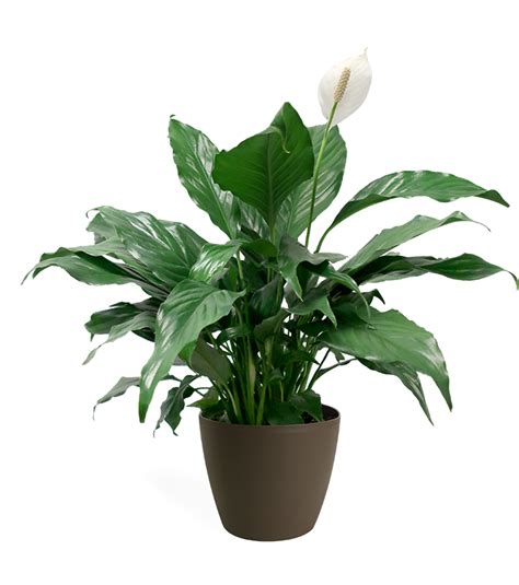 How do I know if my peace lily is healthy?