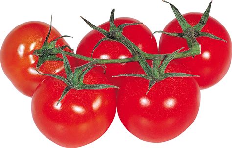 Are Everglades tomatoes native to Florida?